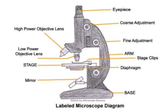 Showing the Compound microscope with drawing tube (camera lucida) |  Download Scientific Diagram