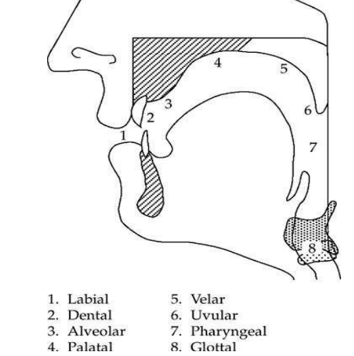 By the use of a diagram, show a cross-section of the vocal organs.