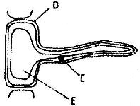 Biology4272017455.jpg