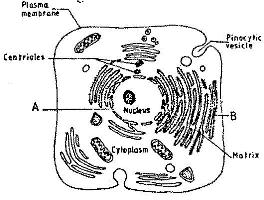 animal cell electron microscope labelled