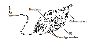 The Structure And Diagram Of Euglena Stock Vector