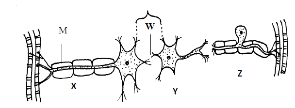 what type of neuron is found in the brain and spinal cord
