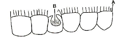 placentation pawpaw pod state epithelial cavity